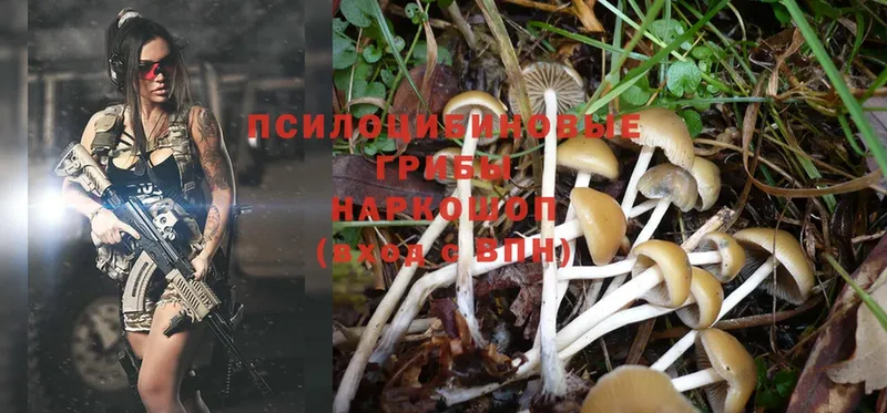 цена   Бологое  Псилоцибиновые грибы Psilocybe 