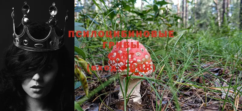 Галлюциногенные грибы Cubensis Бологое